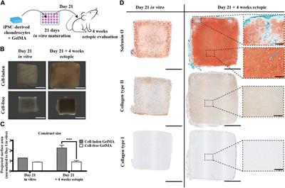 In vitro and in vivo evaluation of periosteum-derived cells and iPSC-derived chondrocytes encapsulated in GelMA for osteochondral tissue engineering